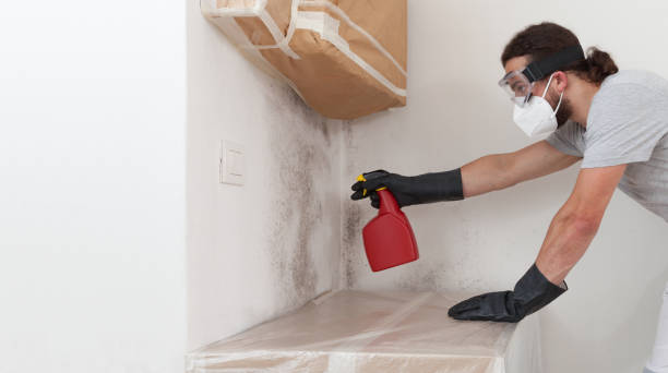 Professional Attic Mold Remediation technician working in Burnham, IL