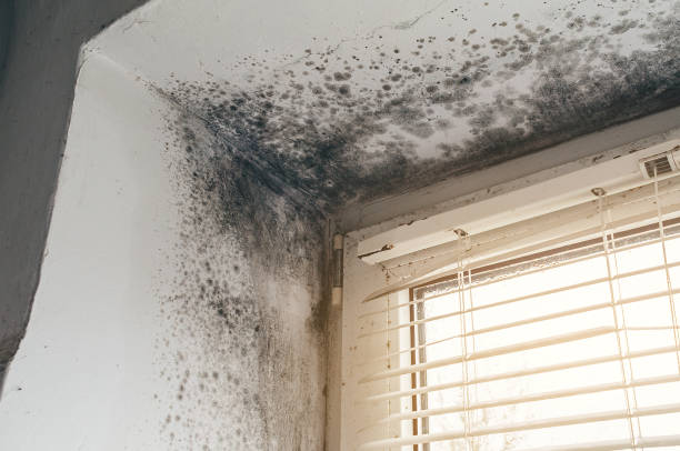 Affordable Attic Mold Remediation solutions in Burnham, IL