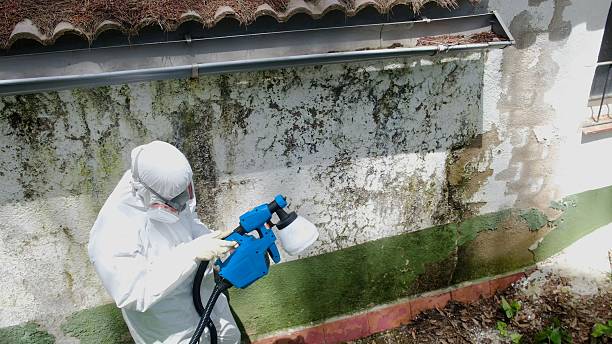 Top rated local Attic Mold Remediation specialists in Burnham, IL